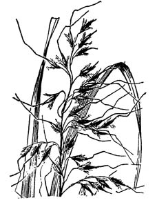 Slender Indian Grass /
Sorghastrum elliottii